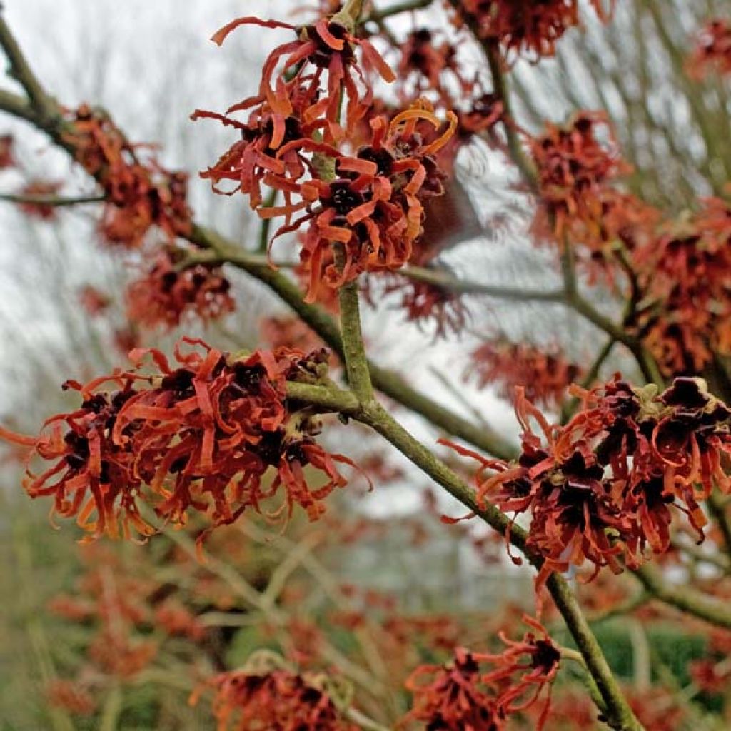 Hamamelis intermedia Ruby Glow - Amamelide