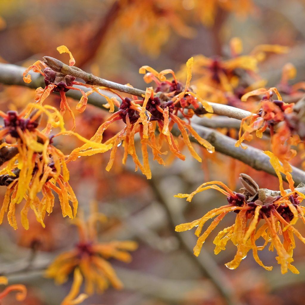 Hamamelis intermedia Aphrodite - Amamelide