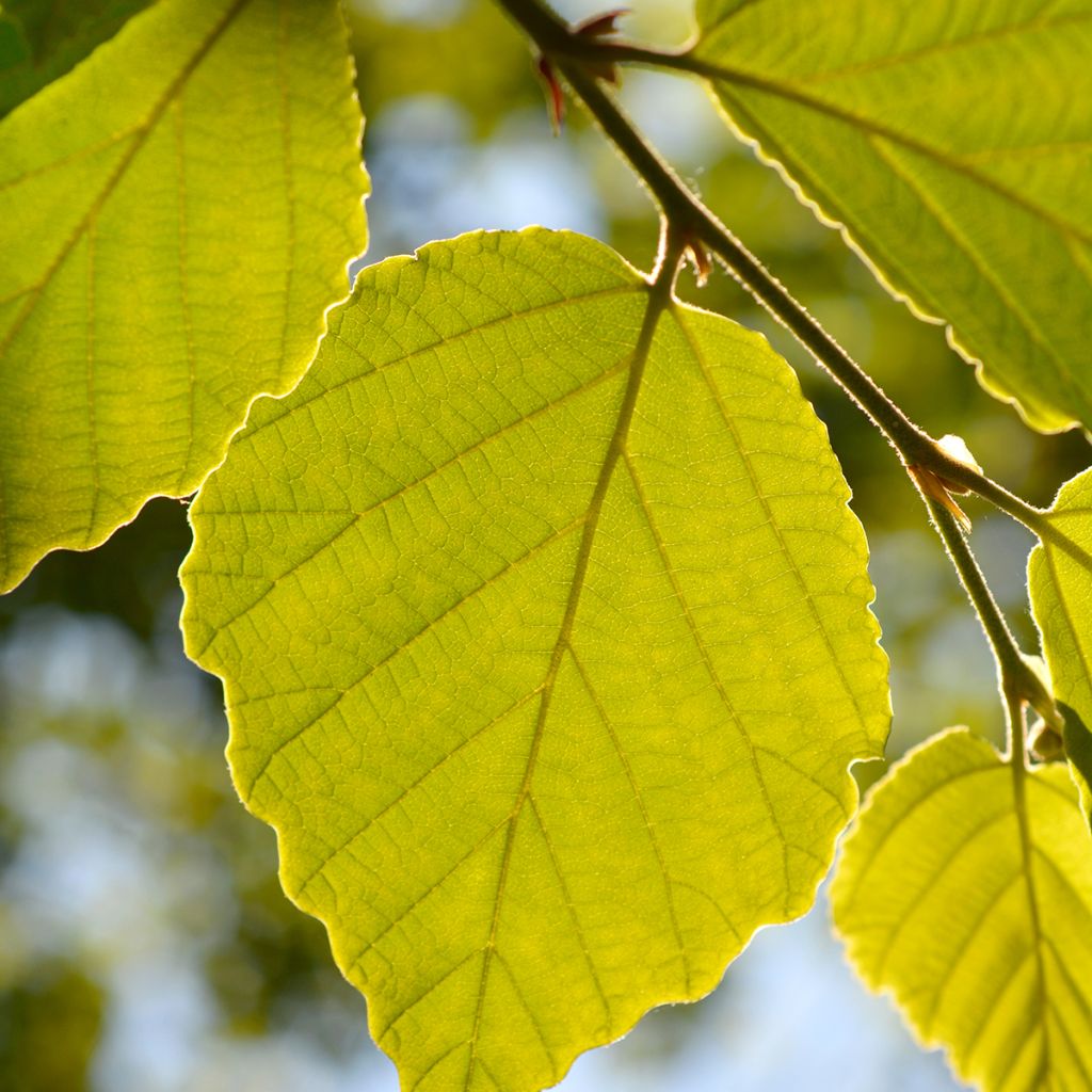 Hamamelis japonica Zuccariniana - Amamelide