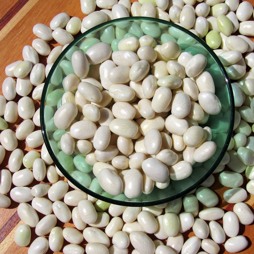 Fagiolo rampicante da sgranare Alaric