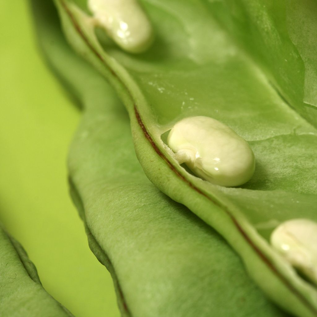 Fagiolo rampicante da sgranare Soissons maïs