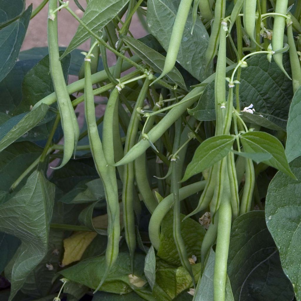 Fagiolo nano Mascotte