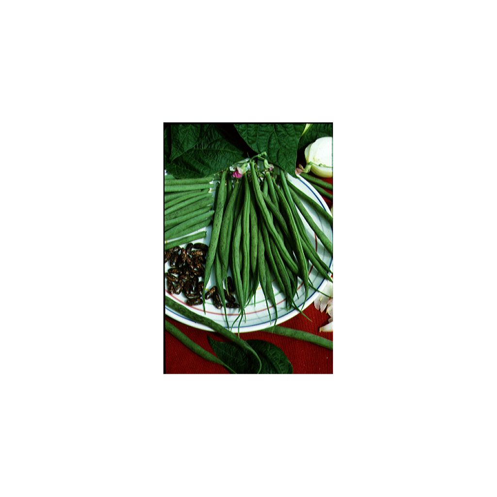 Fagiolo nano Triomphe de Farcy