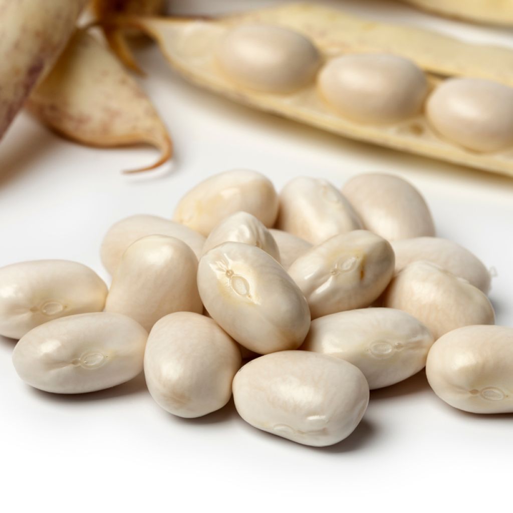 Fagiolo da sgranare Pactol