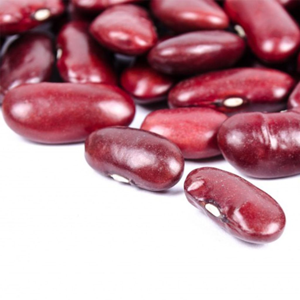 Fagiolo da sgranare rouge Canadian Wonder