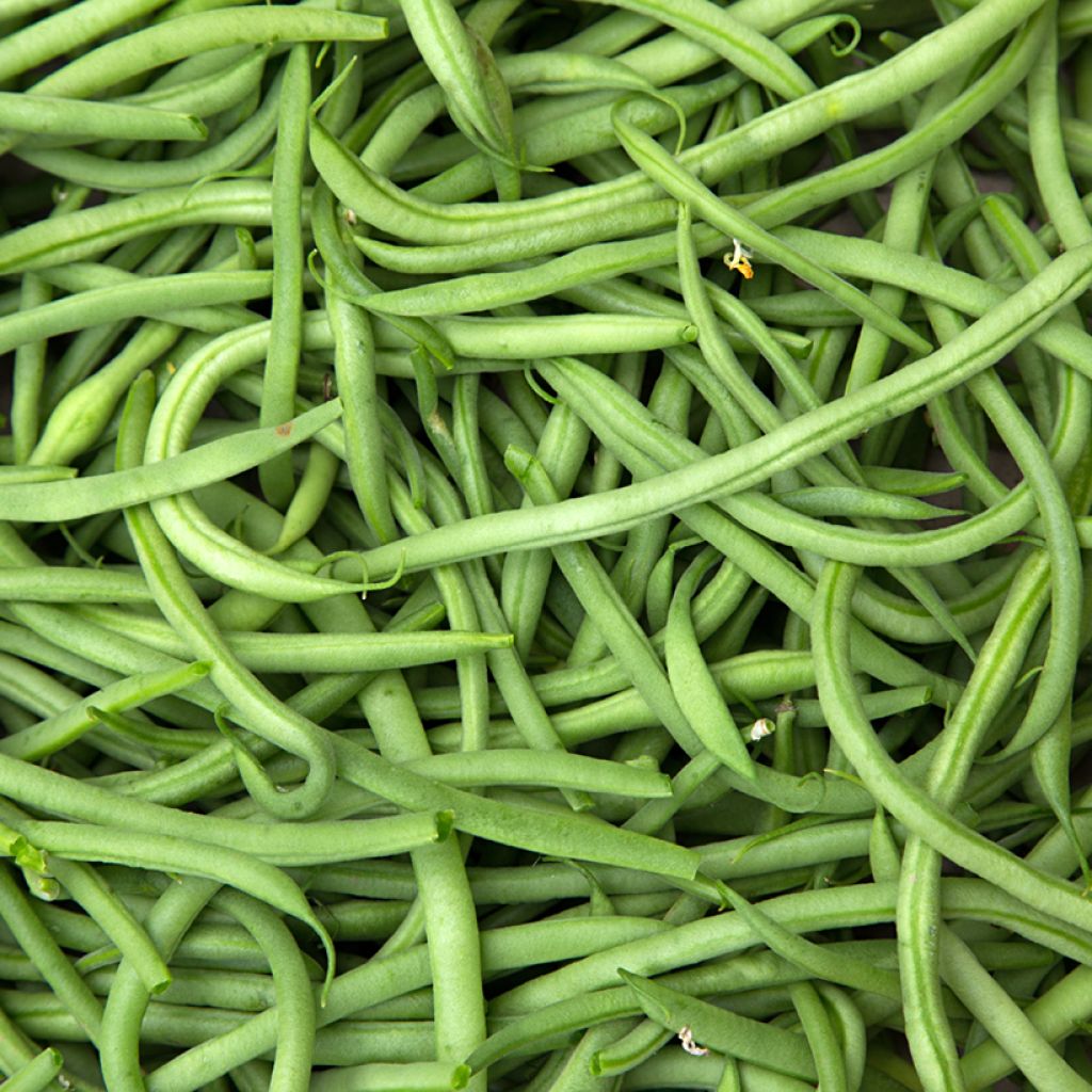 Fagiolo nano Divinel