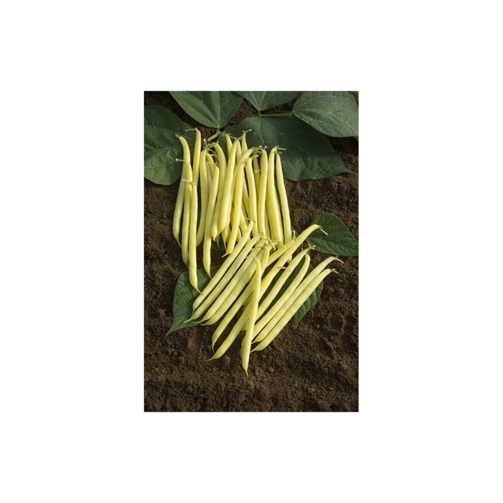 Fagiolo giallo nano Fructidor