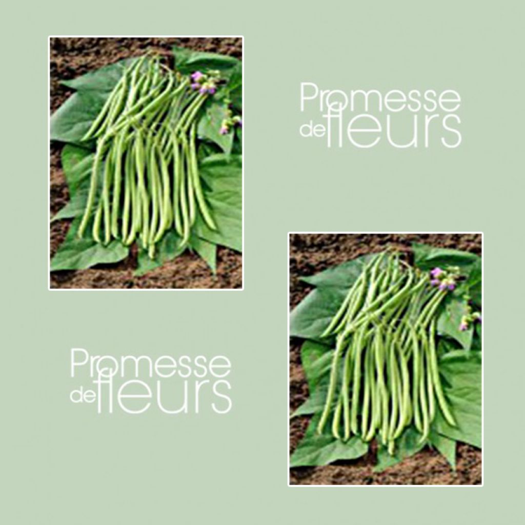 Fagiolo nano Mascaret