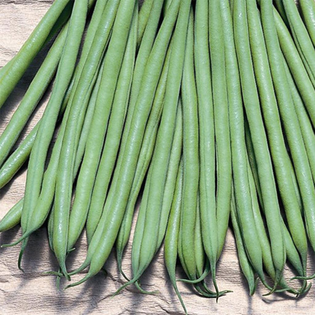 Fagiolo nano Triomphe de Farcy