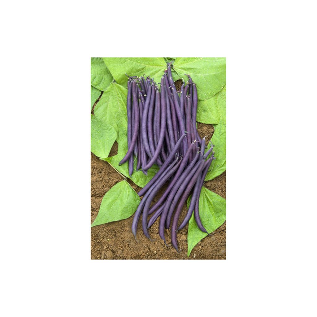 Fagiolo nano Amethyst