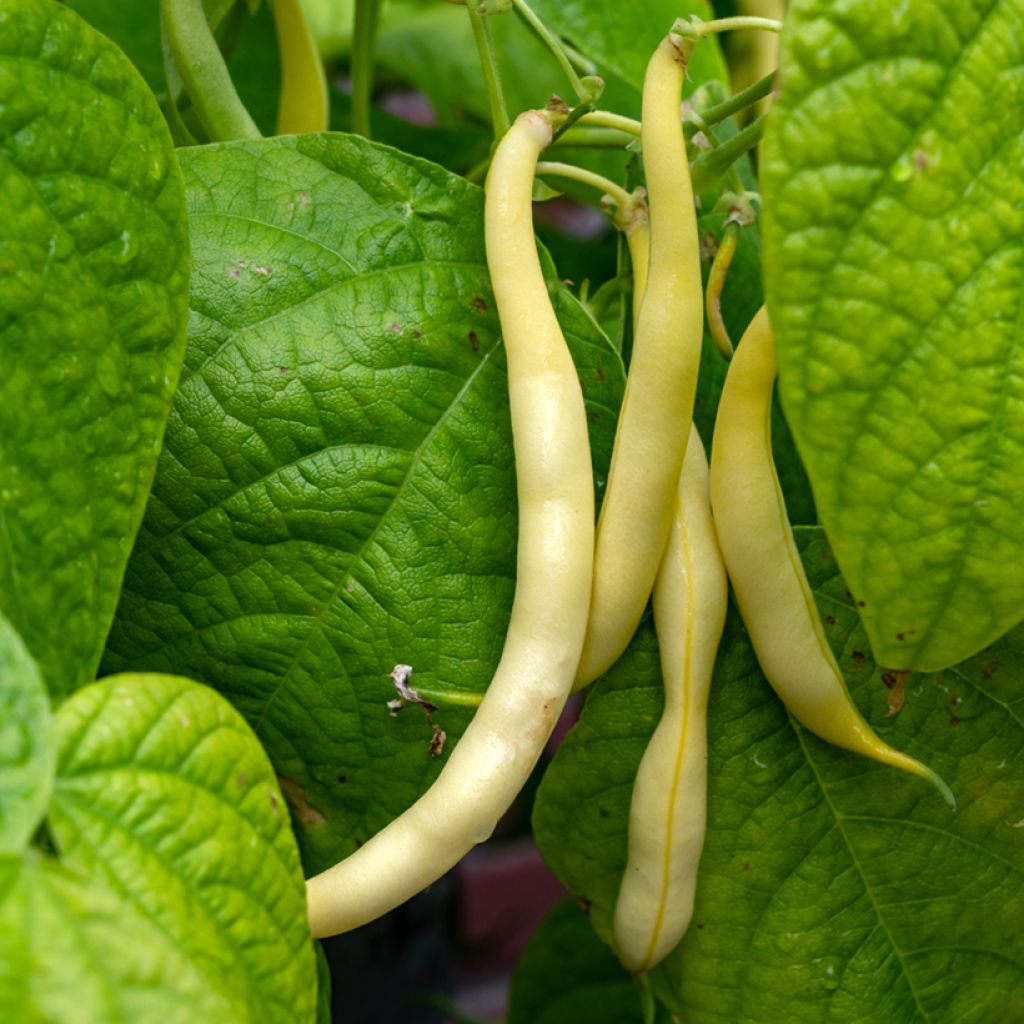 Fagiolino Rocquencourt