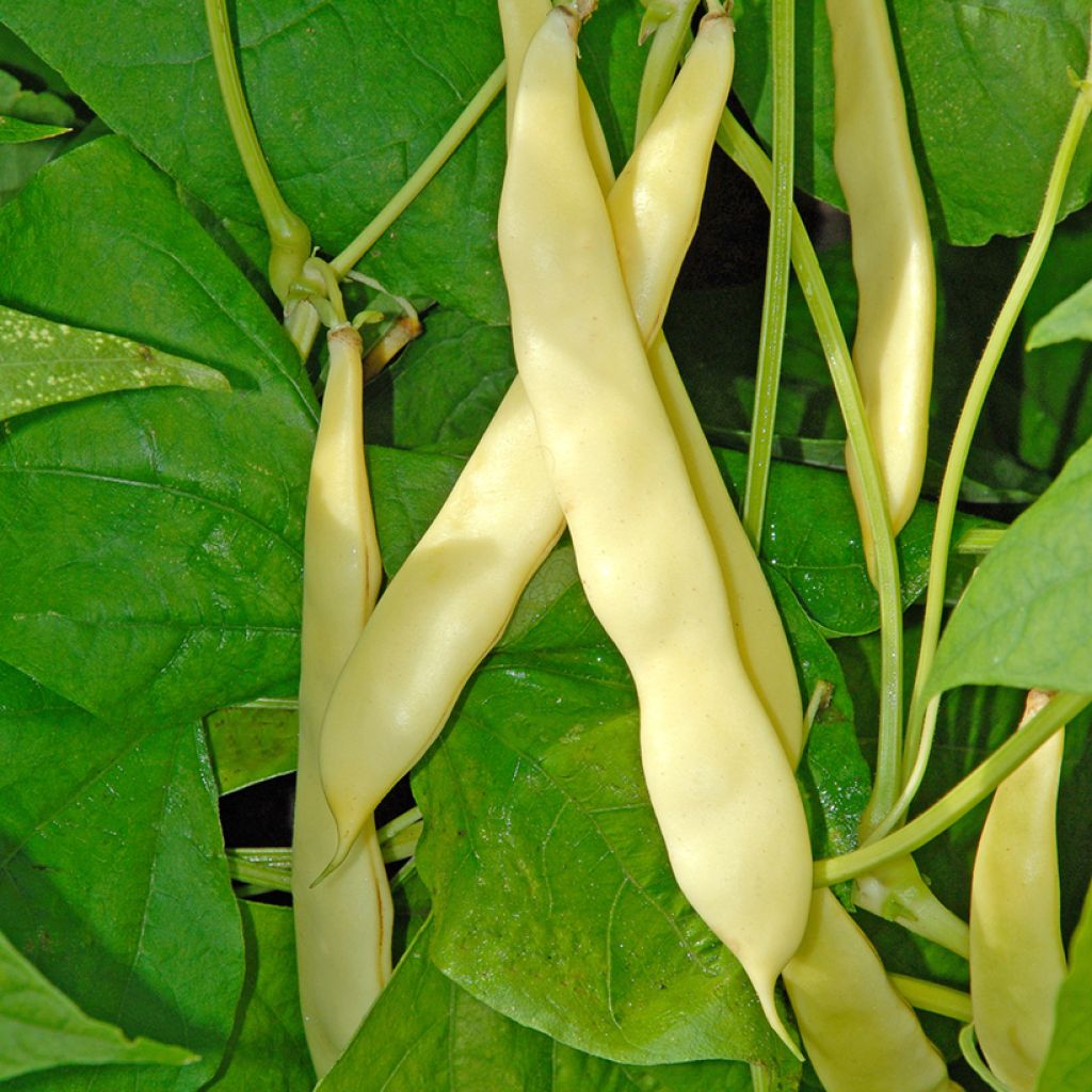 Fagiolo giallo nano Serpedor