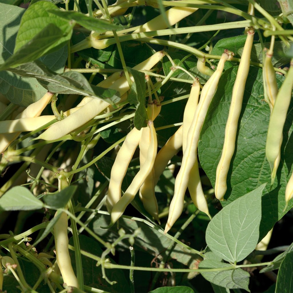 Fagiolo rampicante Monte Gusto