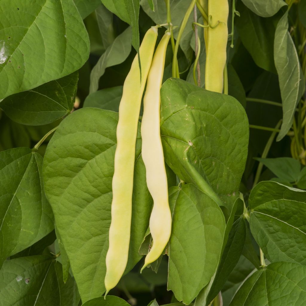 Fagiolo rampicante Monte Gusto