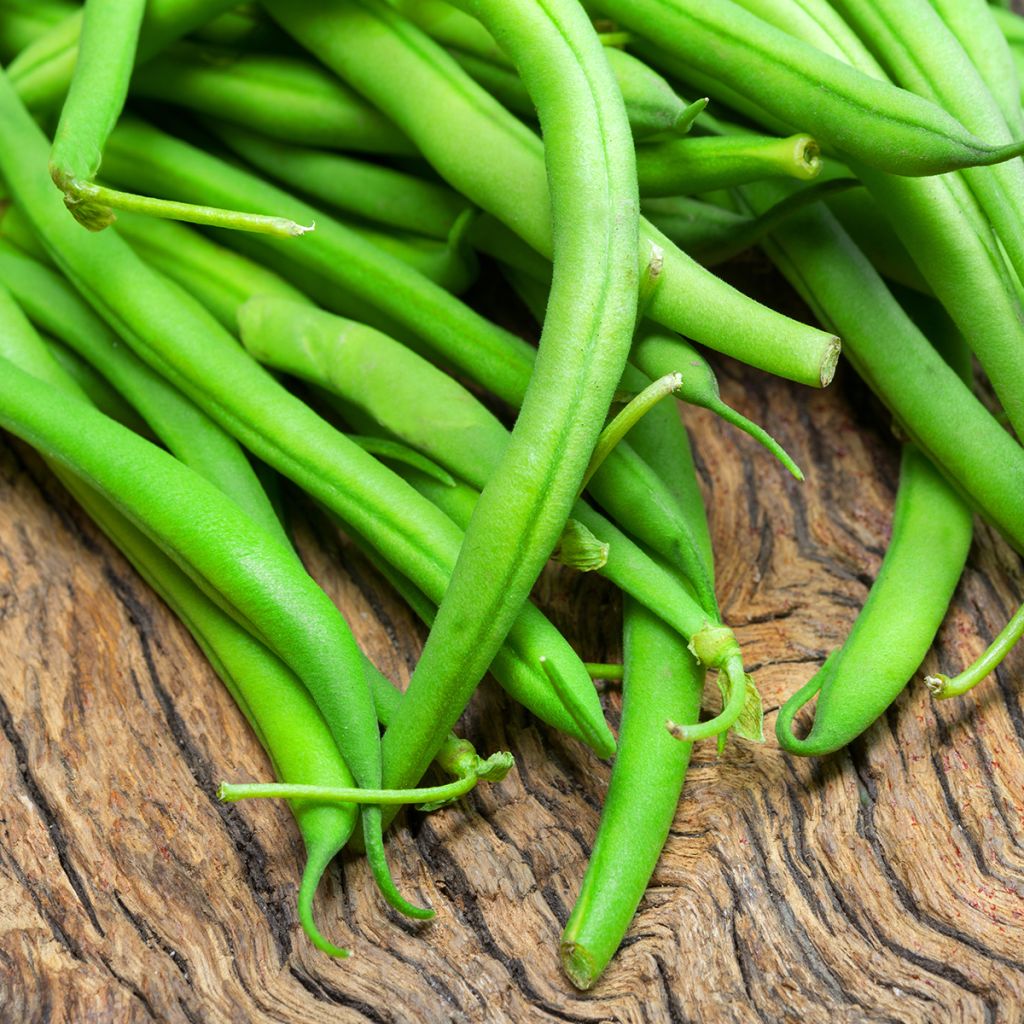 Fagiolo nano Maxi Bio (semi)
