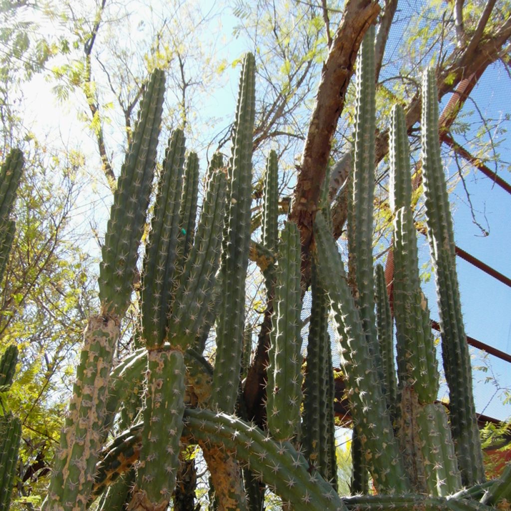 Cactus - Harrisia tetracantha