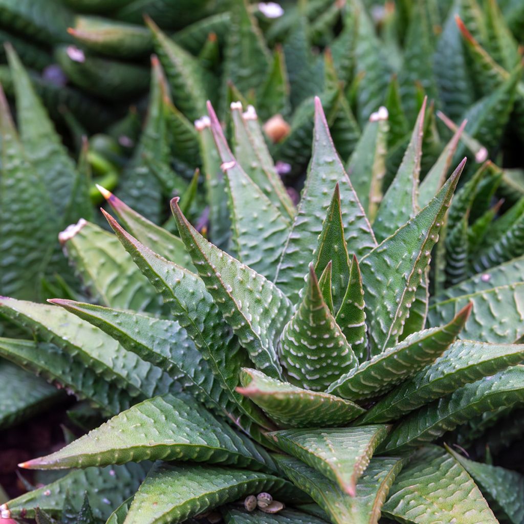 Haworthia limifolia