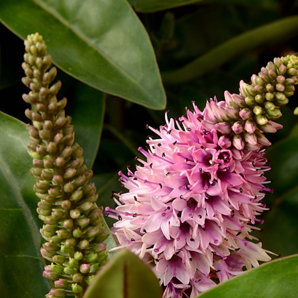 Veronica Linda - Hebe