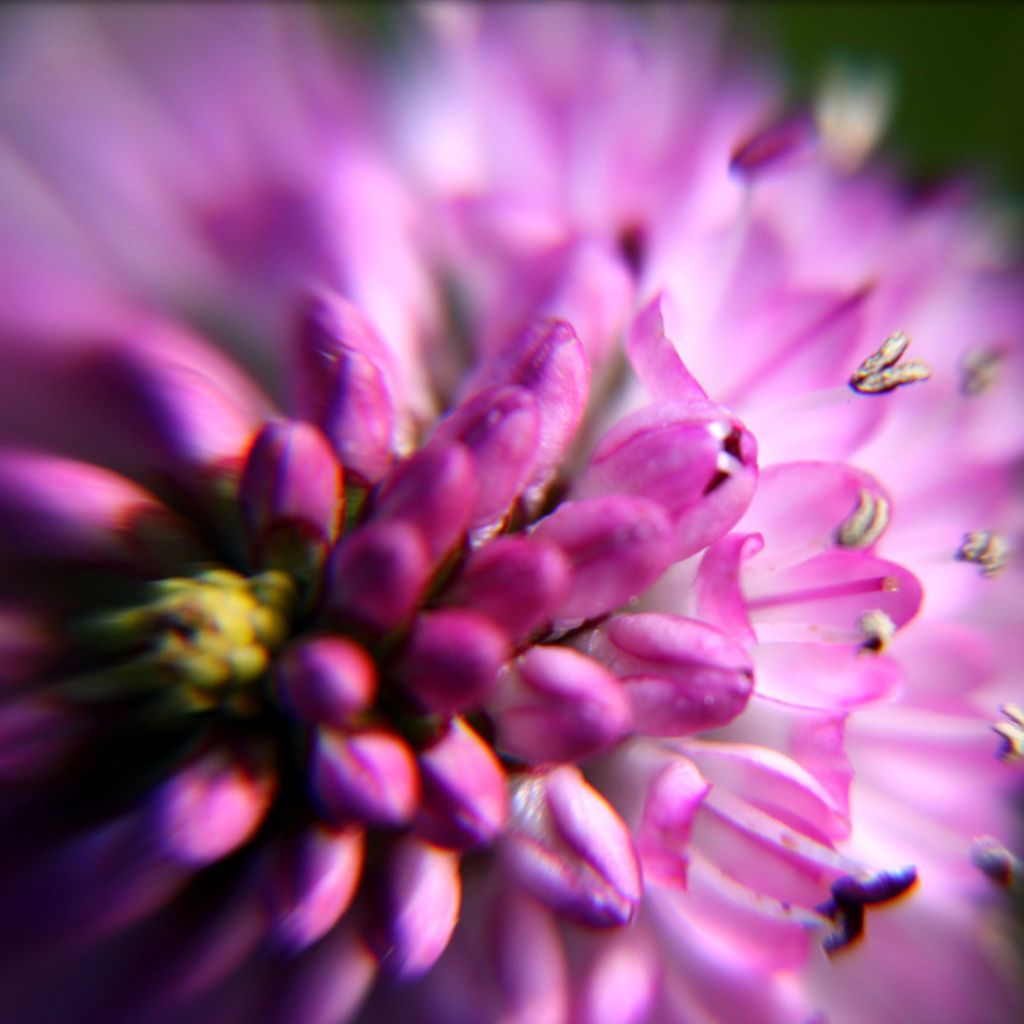 Veronica Linda - Hebe