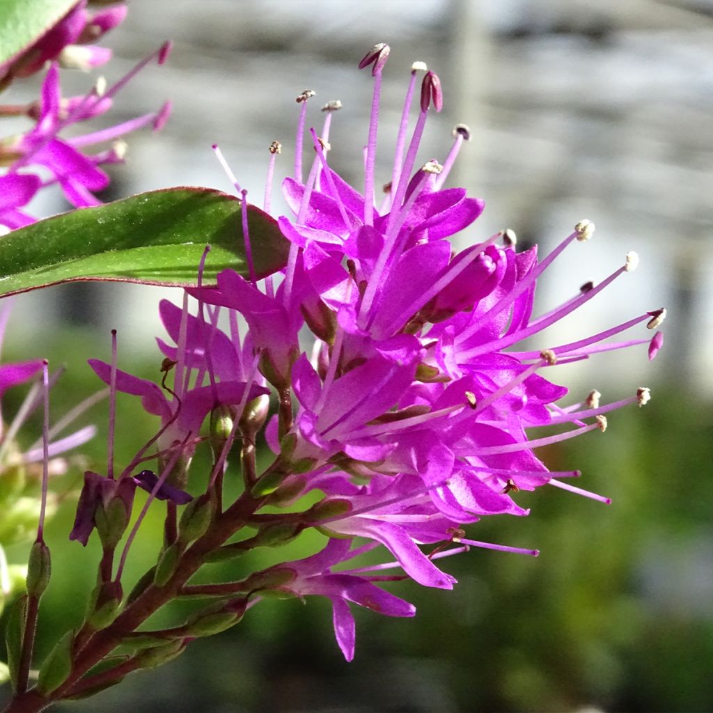 Veronica Wiri Charm - Hebe