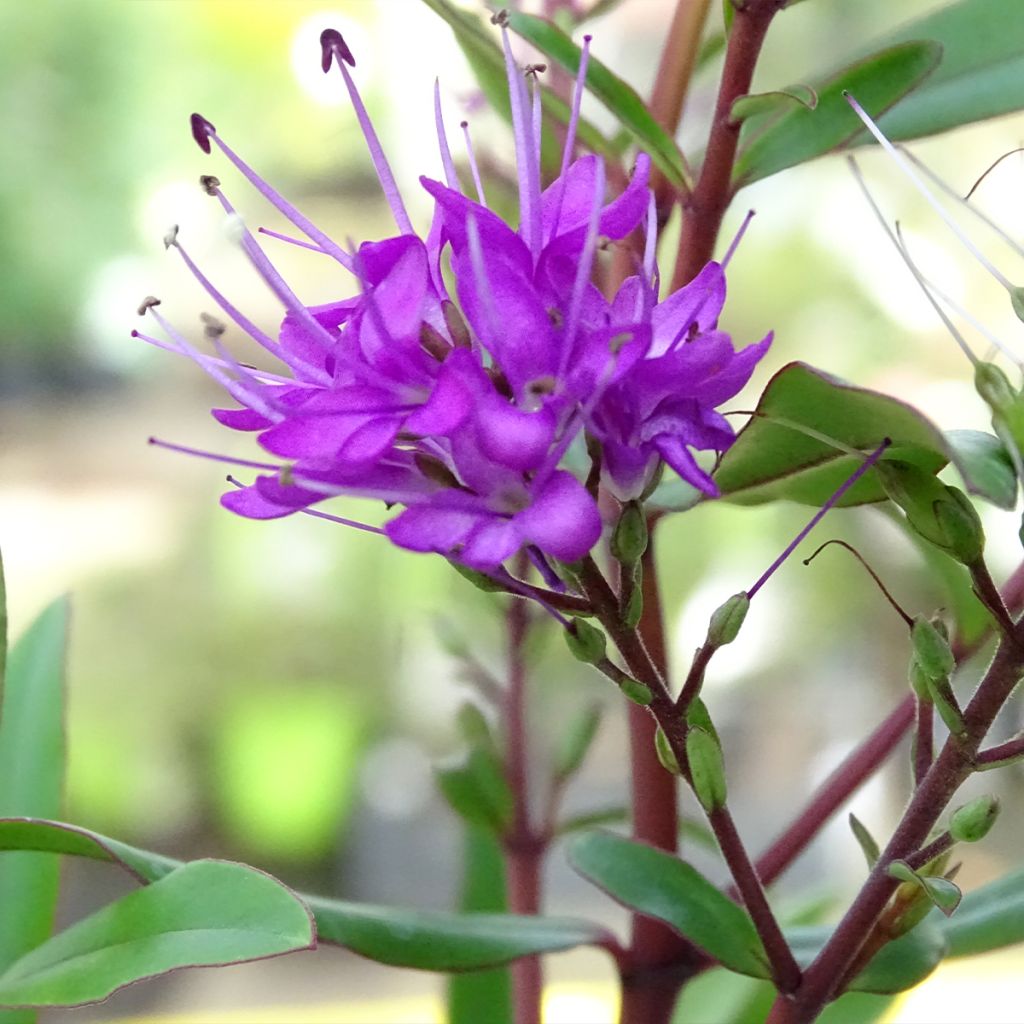 Veronica Wiri Charm - Hebe