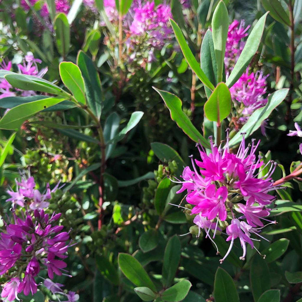 Veronica Wiri Charm - Hebe