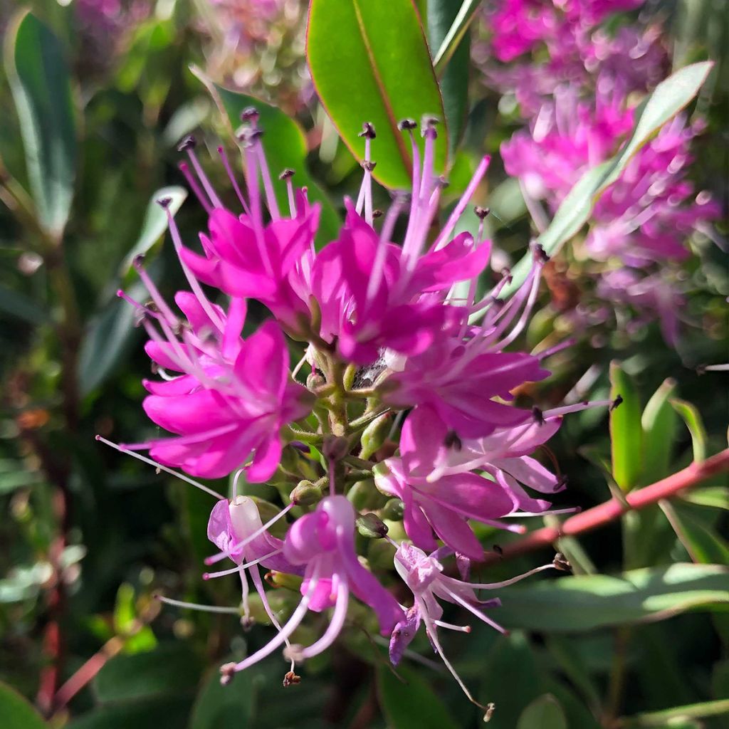 Veronica Wiri Charm - Hebe