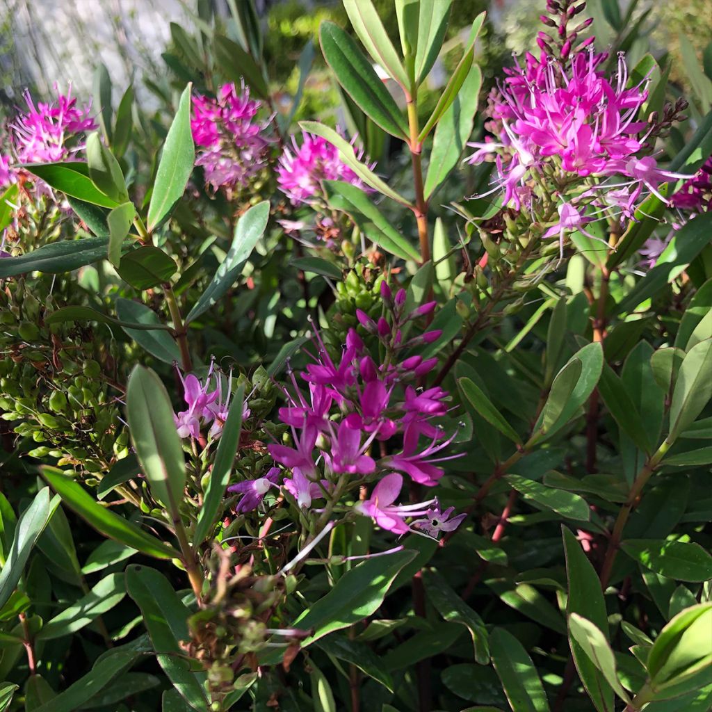 Veronica Wiri Charm - Hebe