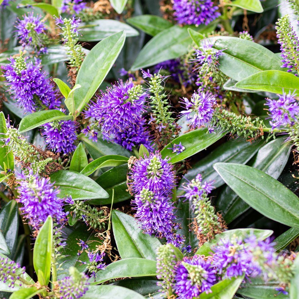 Veronica Blue Gem - Hebe