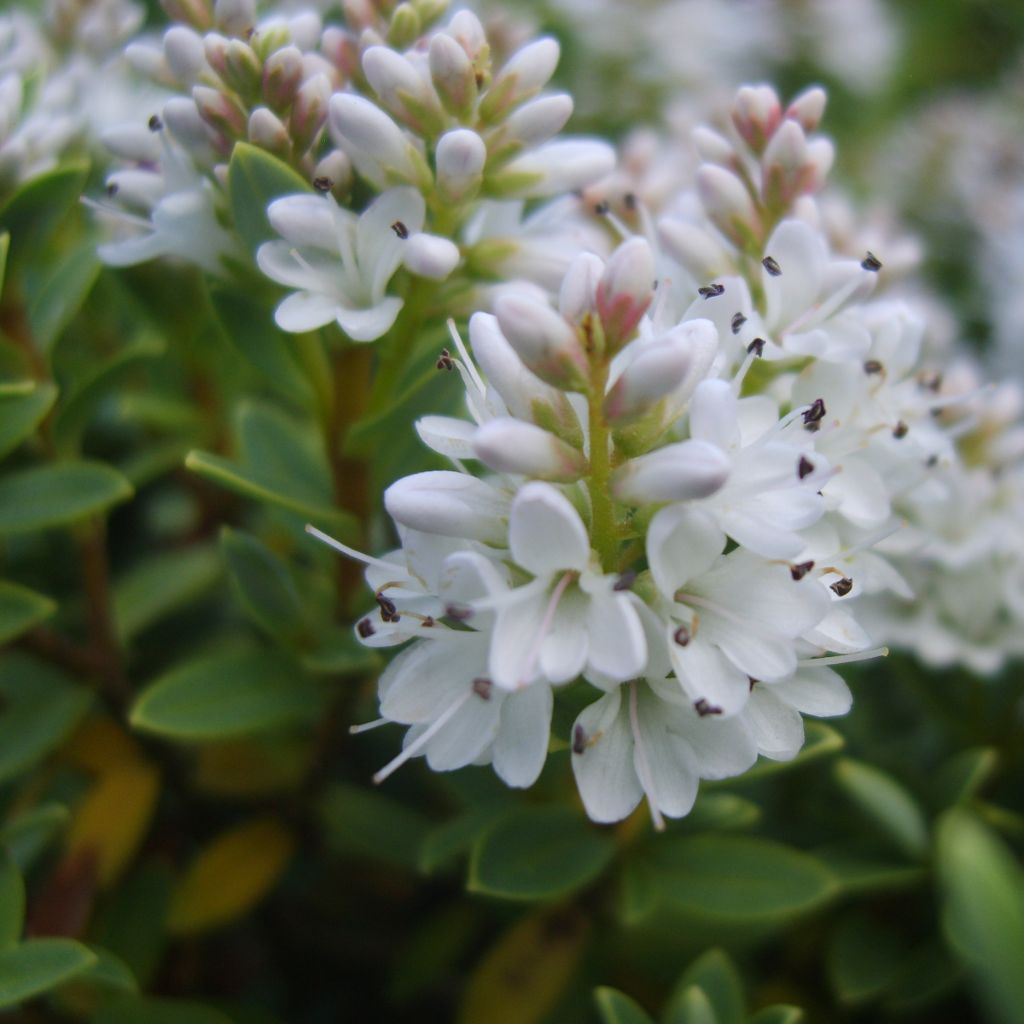 Hebe vernicosa - Veronica