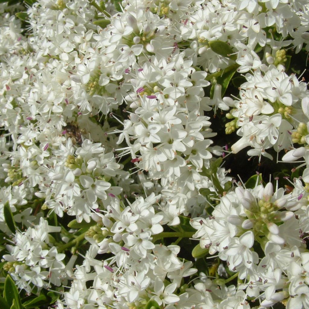 Hebe vernicosa - Veronica