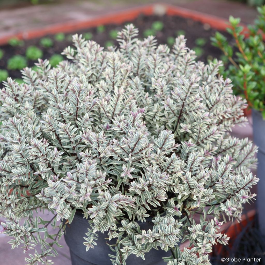 Hebe Magicolors Magic Summer - Veronica