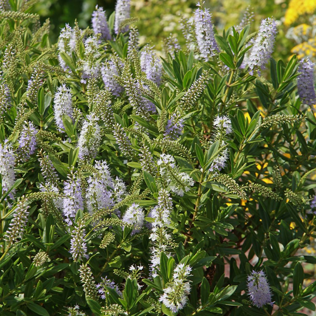 Veronica Wiri Image - Hebe