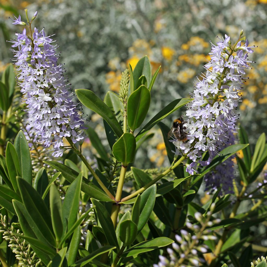 Veronica Wiri Image - Hebe