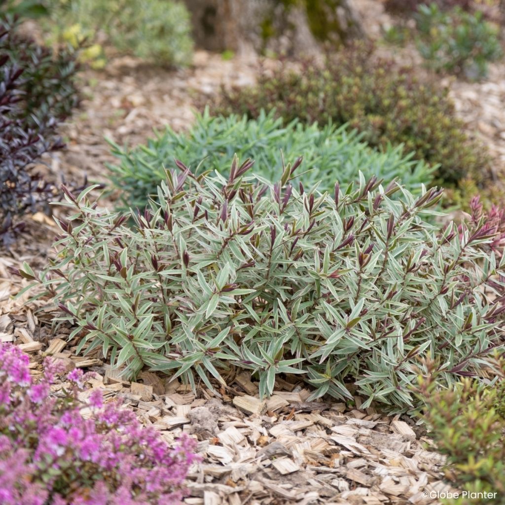 Hebe iBE Colour Dream - Veronica