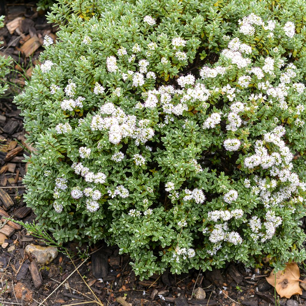 Hebe topiaria - Veronica