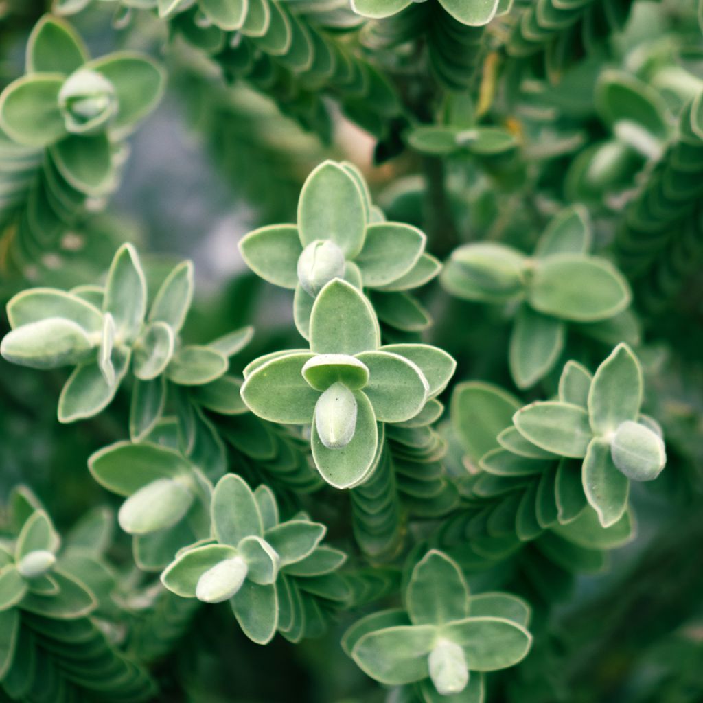 Hebe topiaria - Veronica