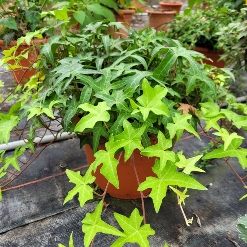 Hedera helix Courage - Edera