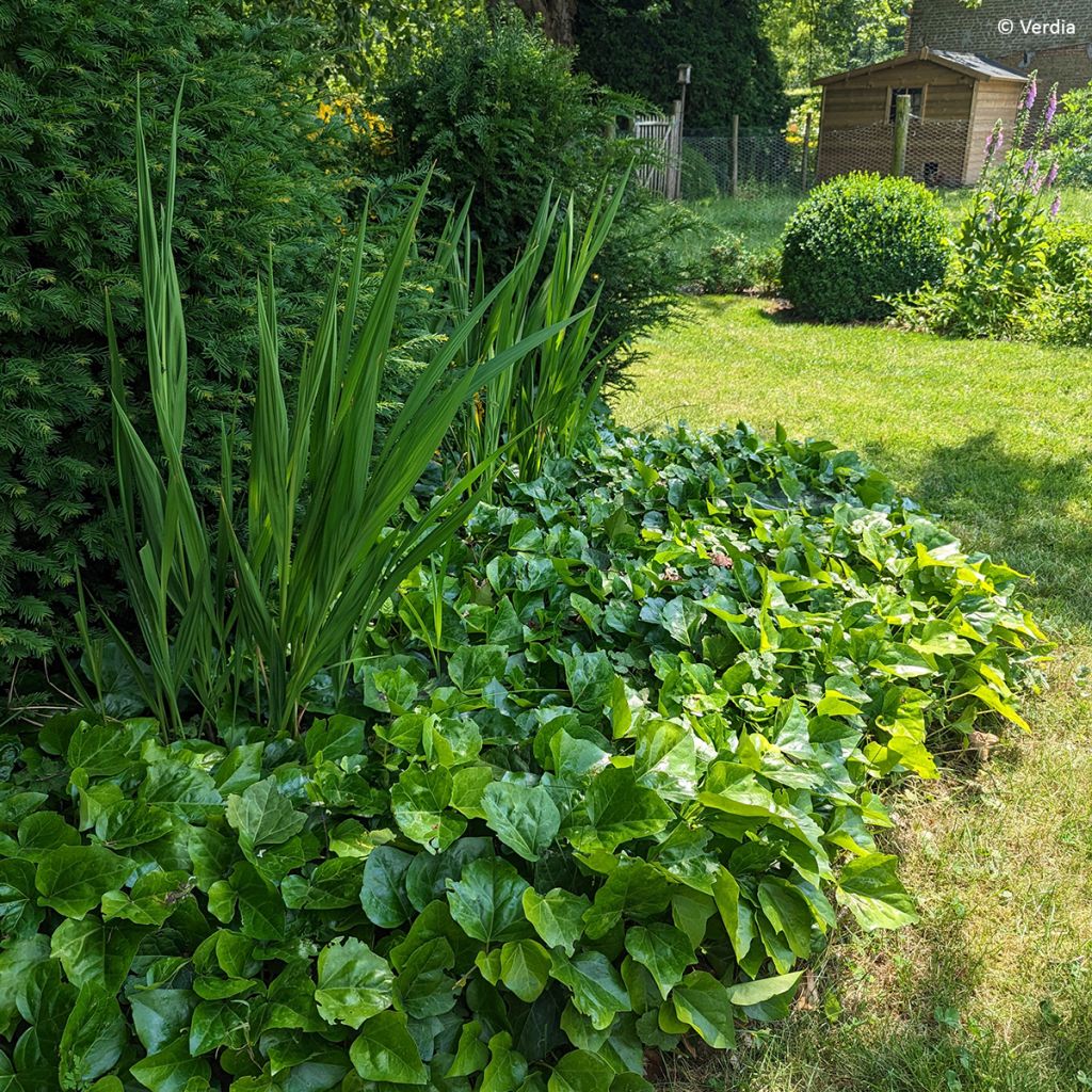 Hedera algeriensis Algerian Bellecour - Edera algerina