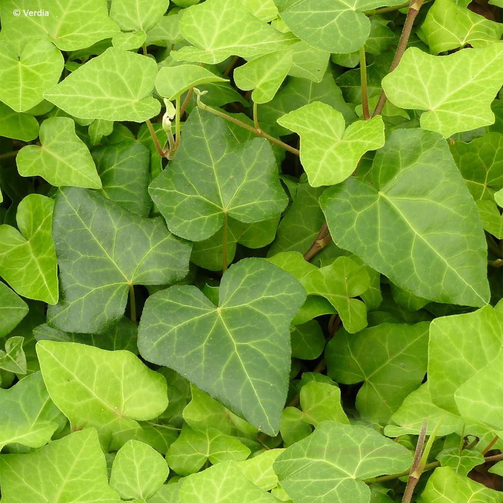 Hedera algeriensis Algerian Bellecour - Edera algerina