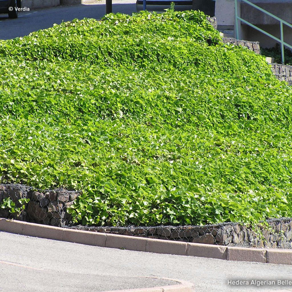 Hedera algeriensis Algerian Bellecour - Edera algerina