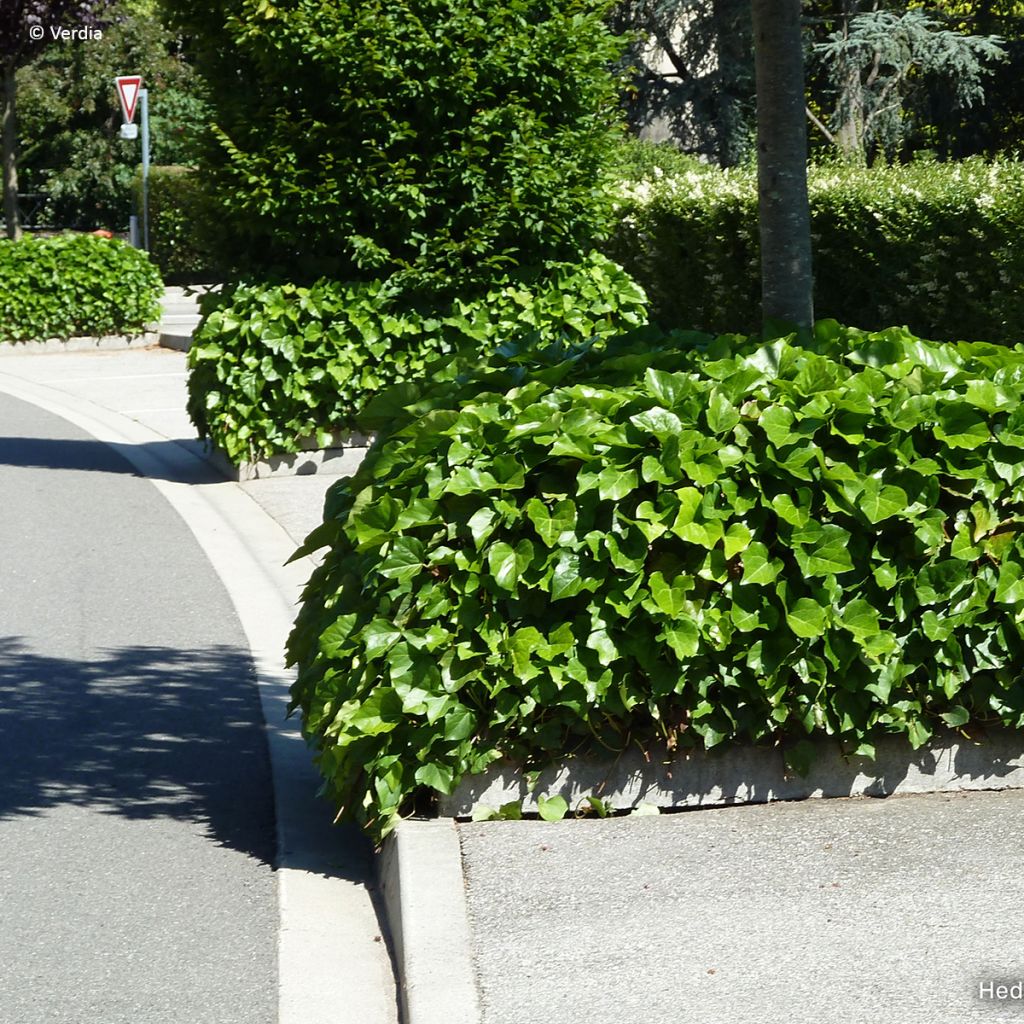 Hedera algeriensis Algerian Bellecour - Edera algerina
