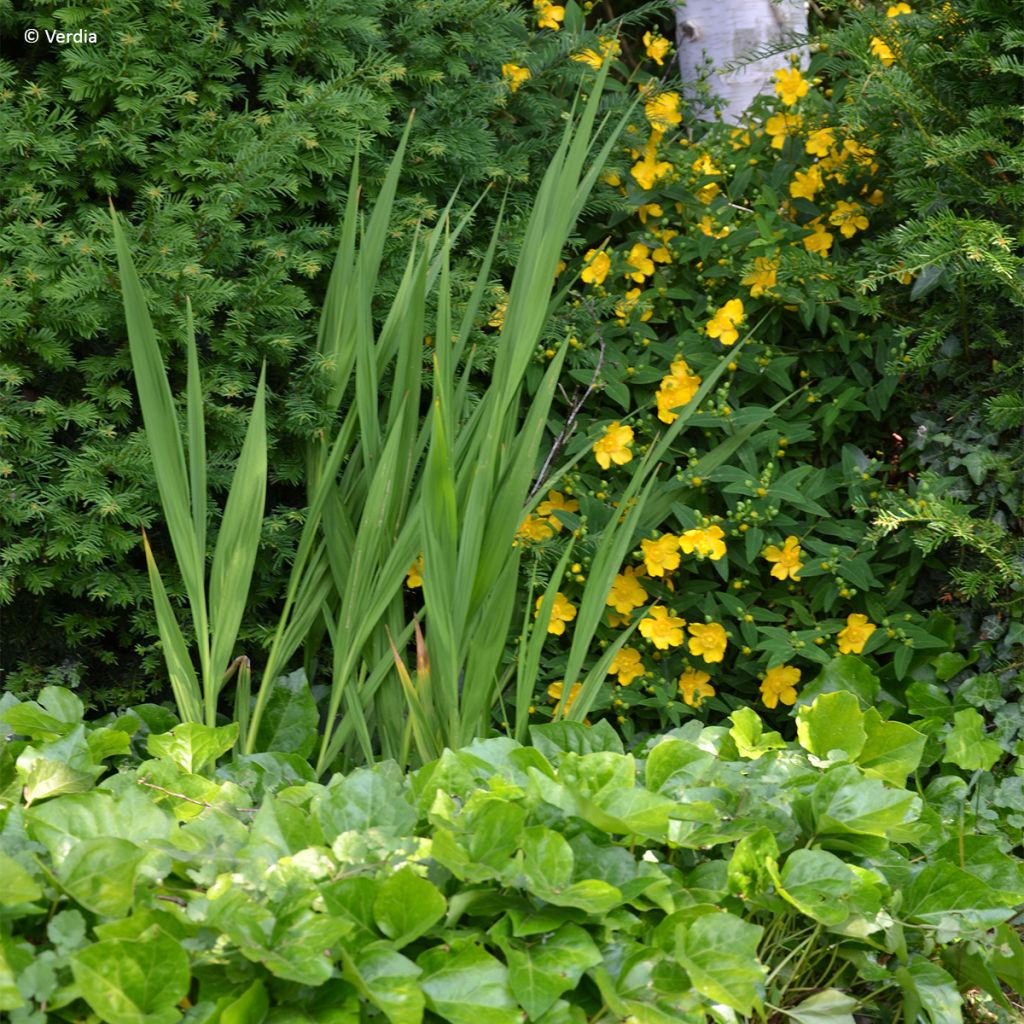 Hedera algeriensis Algerian Bellecour - Edera algerina