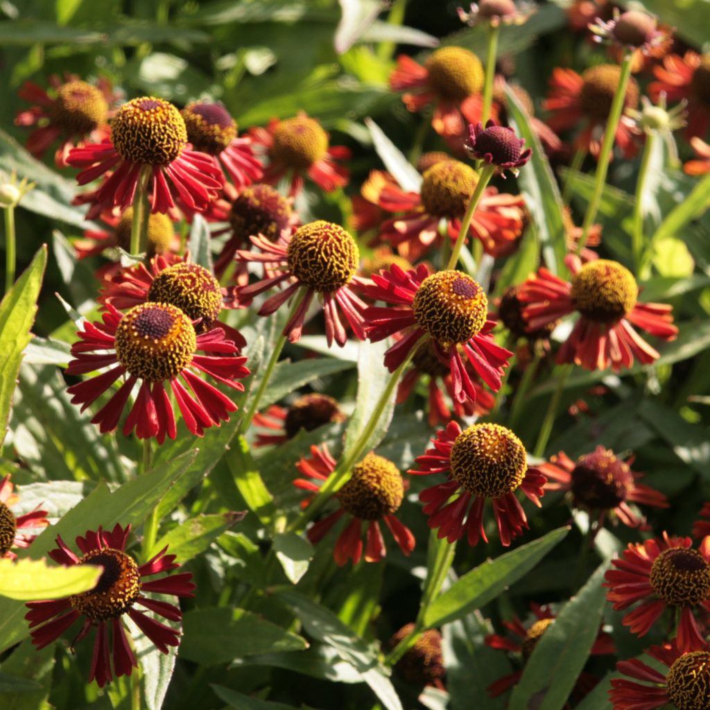 Helenium Ruby Tuesday