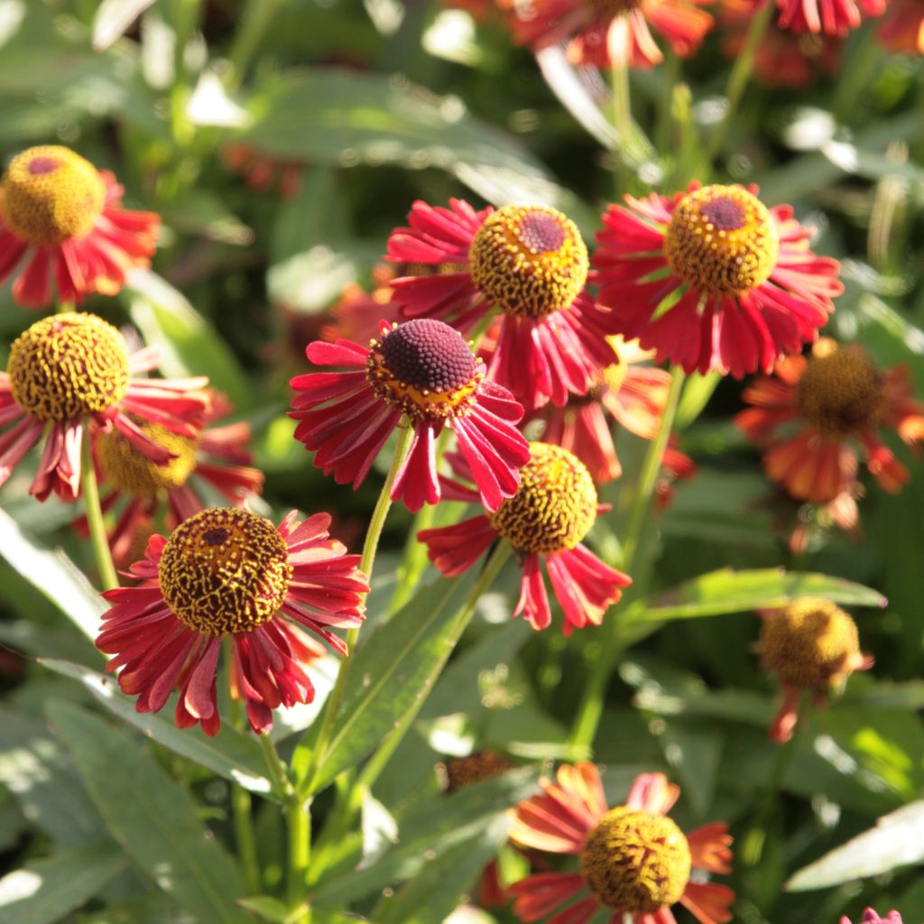 Helenium Ruby Tuesday