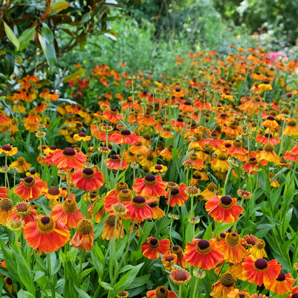 Helenium Sahin's Early Flowerer