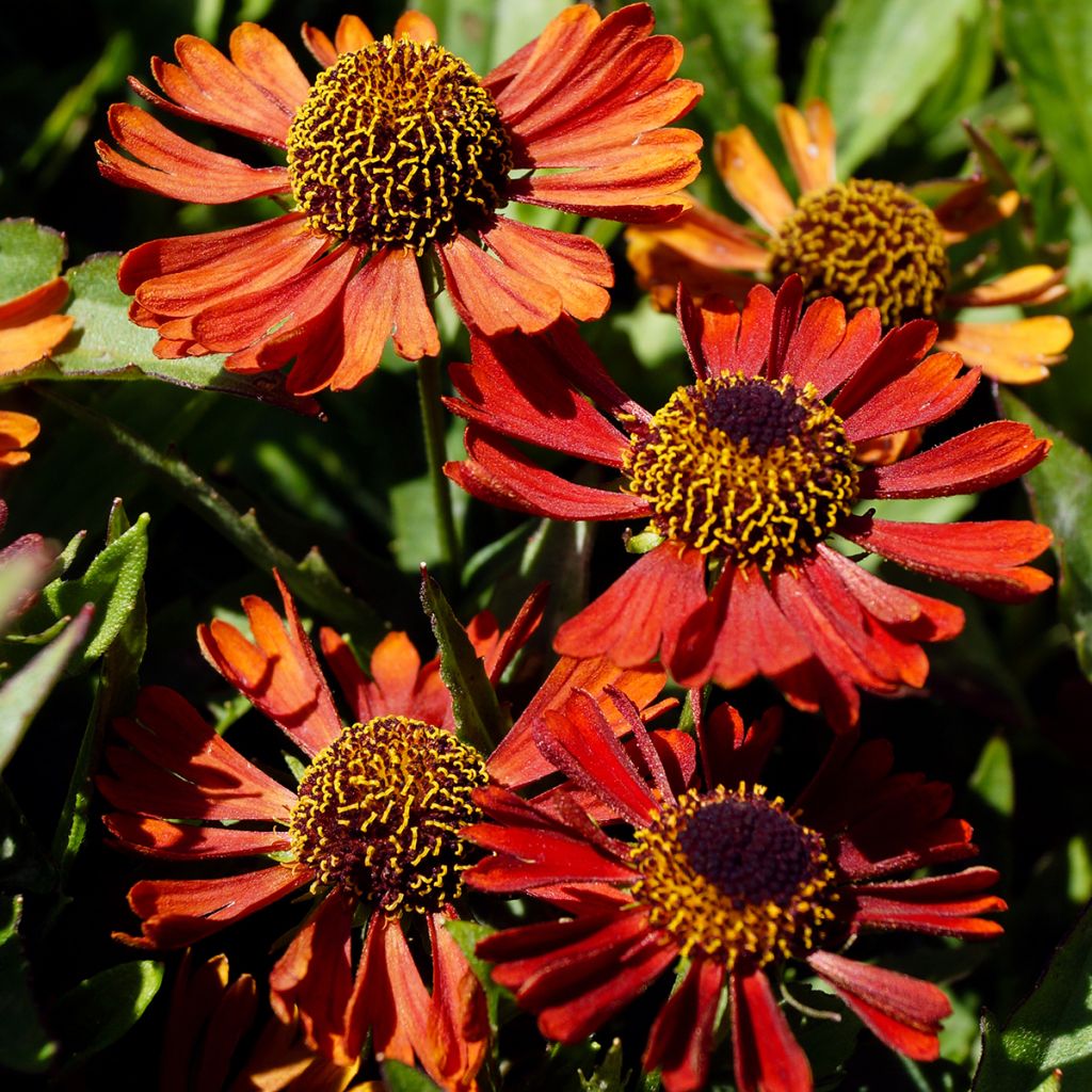 Helenium autumnale Siesta