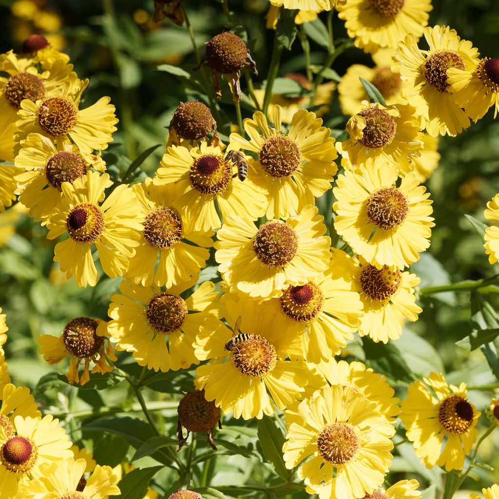 Helenium autumnale Pumilum Magnificum