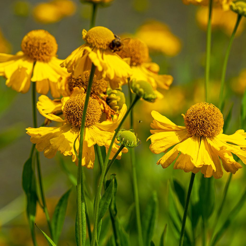 Helenium autumnale Pumilum Magnificum