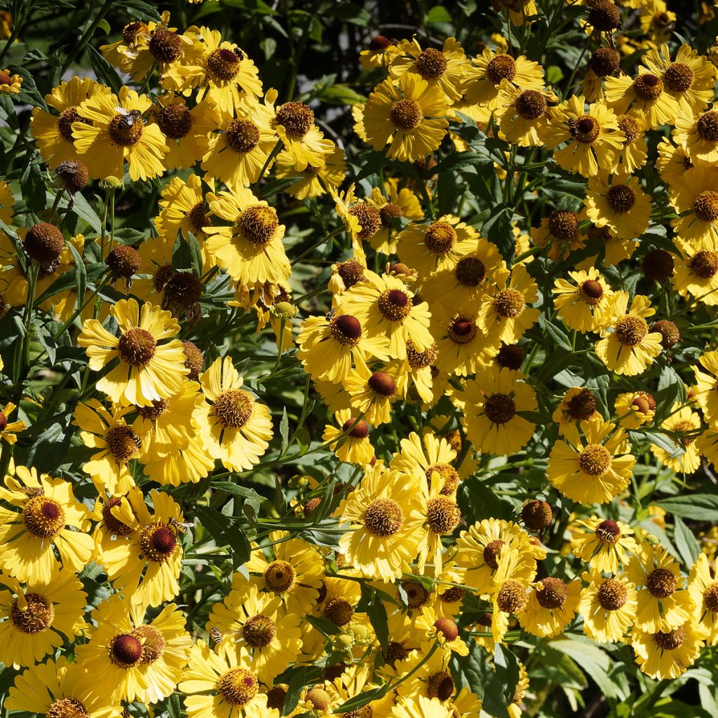 Helenium autumnale Pumilum Magnificum